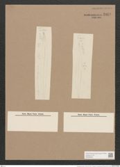 Pleurosigma clevei Grun. (de-Toni-Nr.: Genus 13, Species 1012) Zeichnungen Sammlung Grunow Nr. 2068 (NHMW-BOT-W0368930)